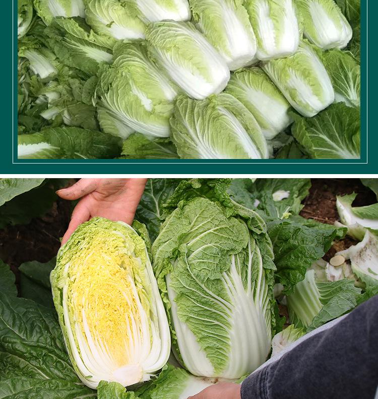 黄心白菜是转基因吗(黄心白菜是转基因吗能吃吗)