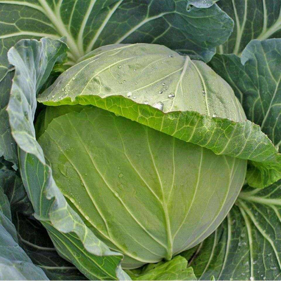 绿甘蓝和圆白菜(绿甘蓝和圆白菜的区别)
