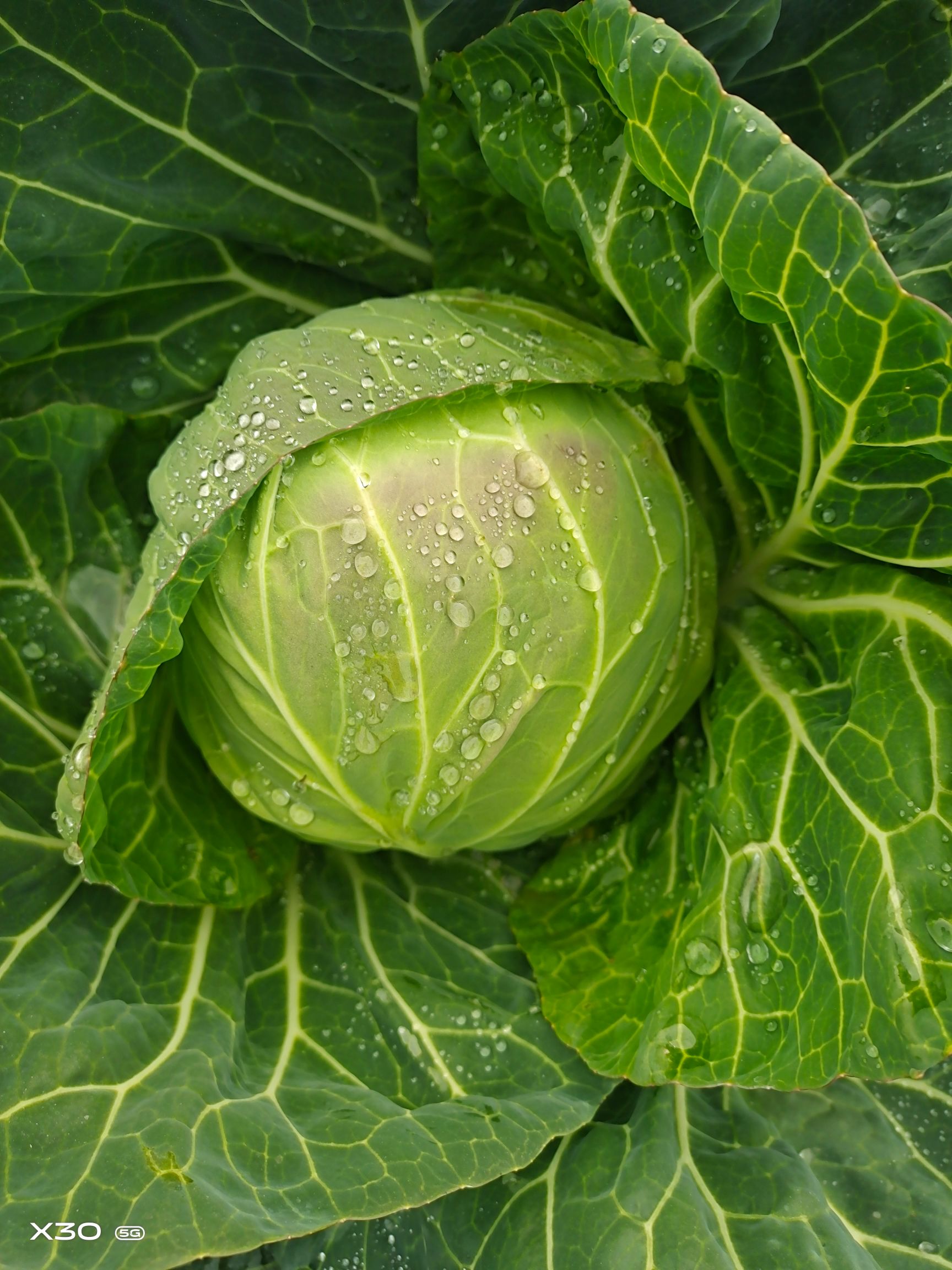 绿甘蓝和圆白菜(绿甘蓝和圆白菜的区别)