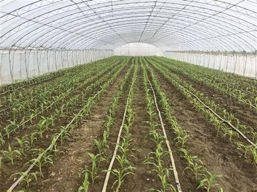 6月种植什么(6月种植什么药材)