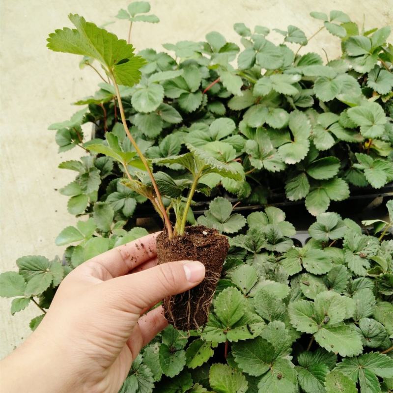 家庭阳台草莓苗种植方法(家庭阳台草莓种植方法新手)