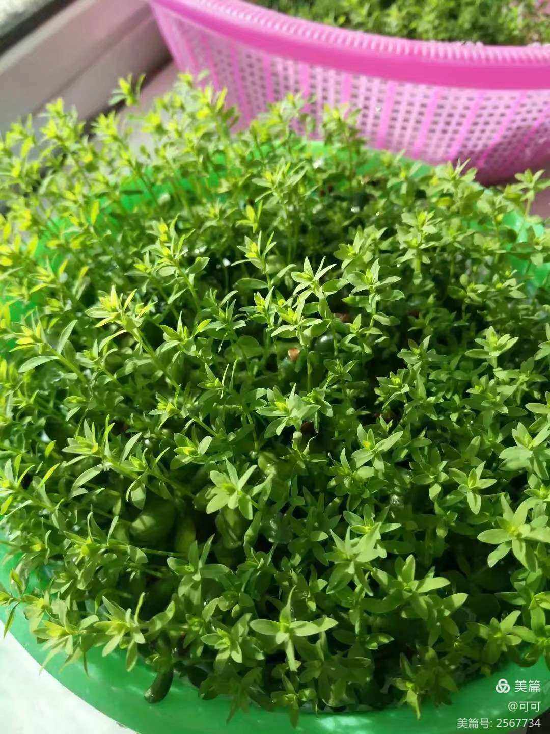 亚麻怎么种(亚麻怎么种植方法视频)