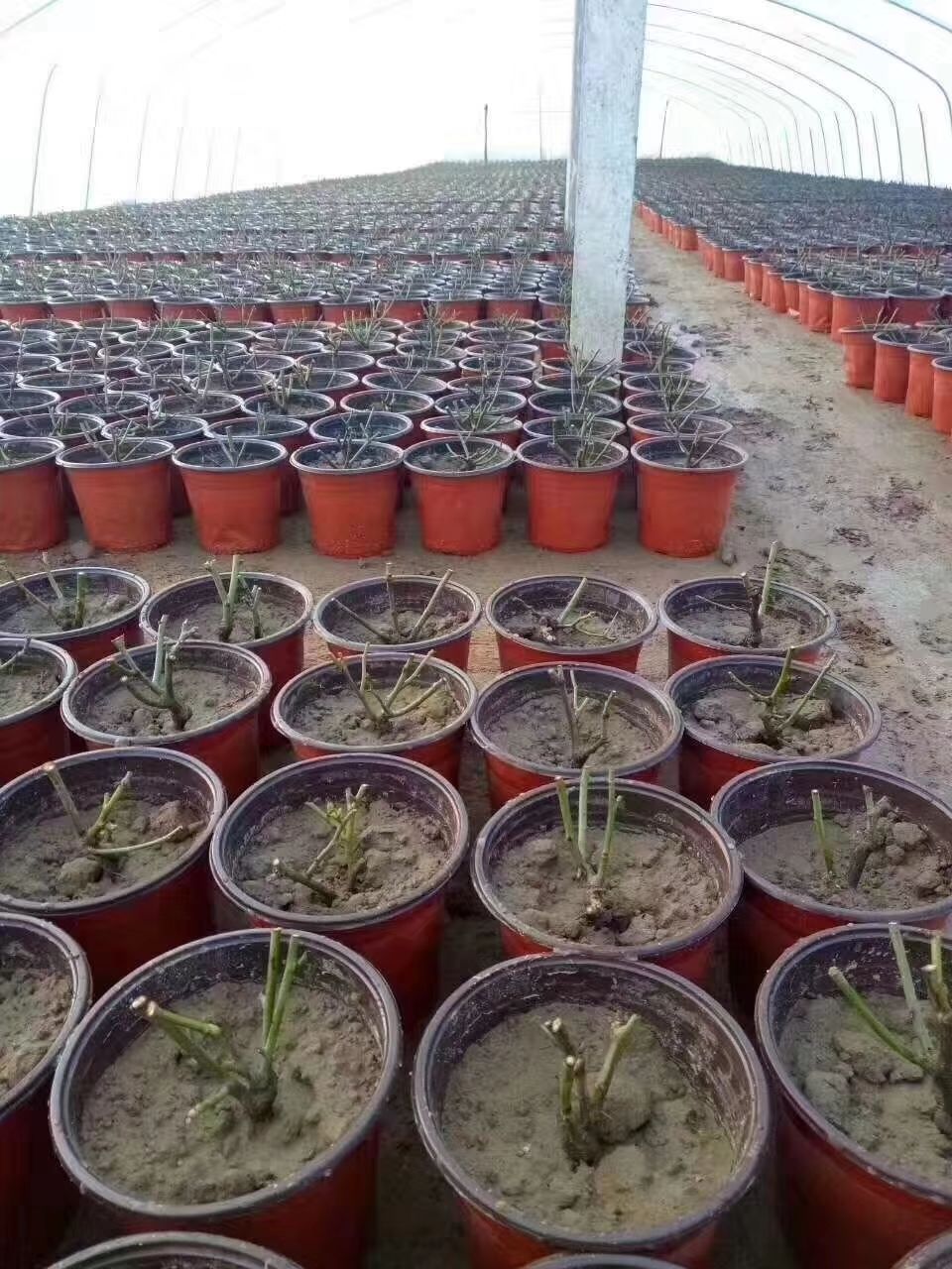 营养怀育苗(营养怀育苗最简单三个步骤)
