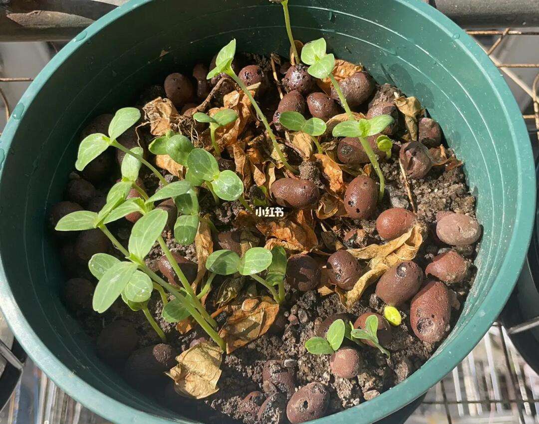 西瓜籽能种(西瓜籽能种出瓜吗)