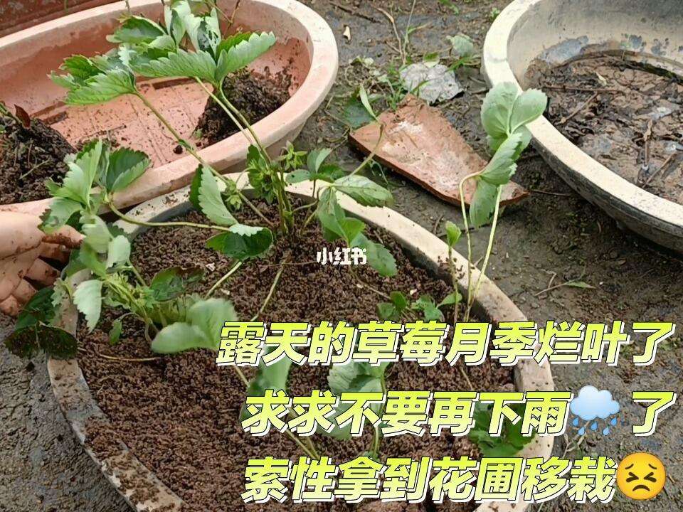 刚移栽的草莓怎么养护(移栽的草莓苗初期怎么管理)