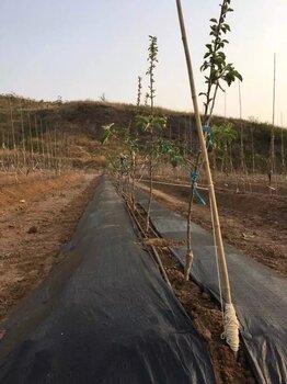 园艺除草(园艺除草小工具)