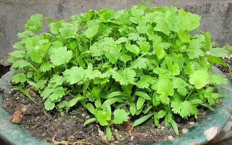 香菜这么种(请问香菜怎么种)