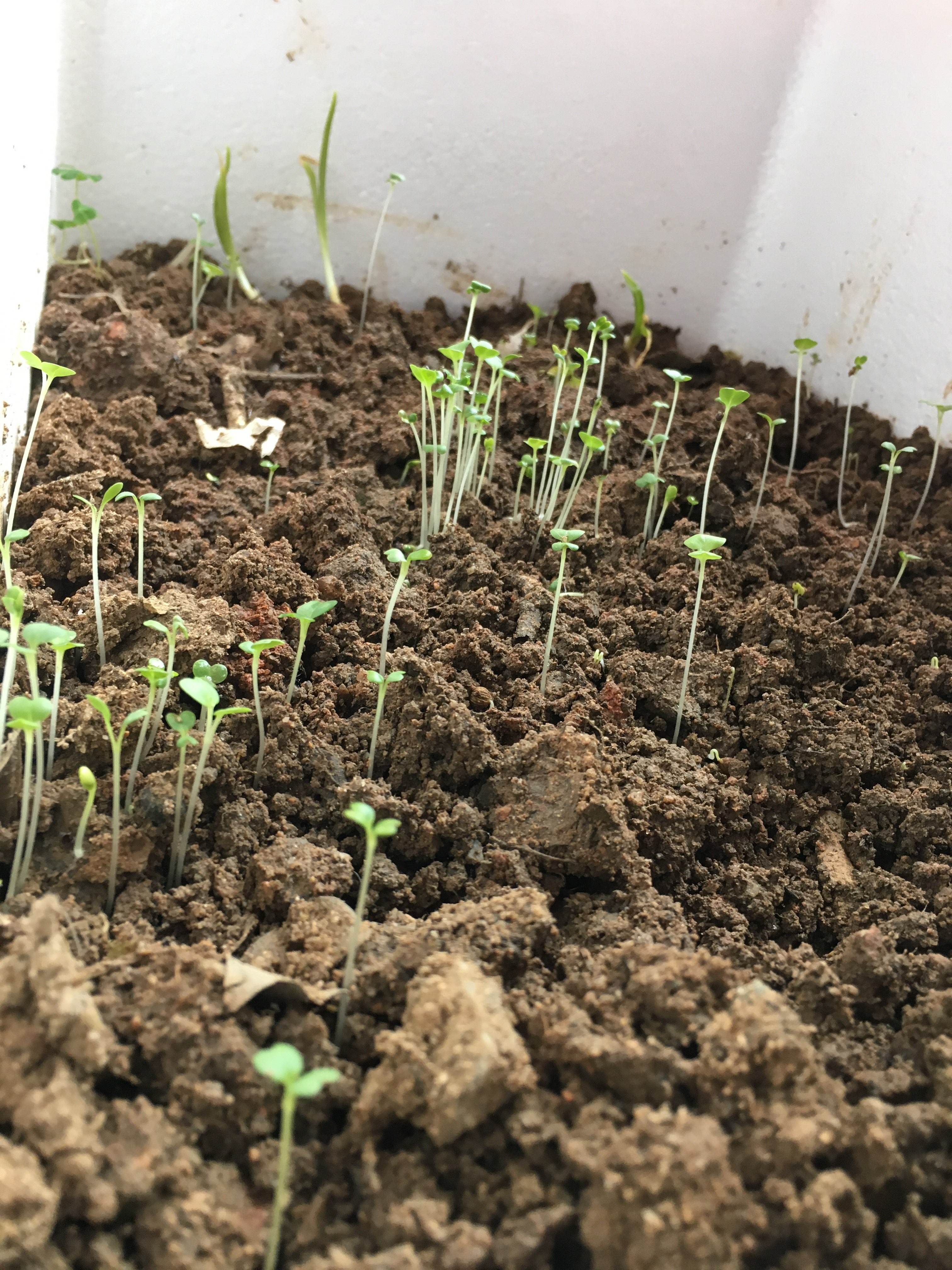 香菜用种子怎么种(香菜种子怎么种发芽快)