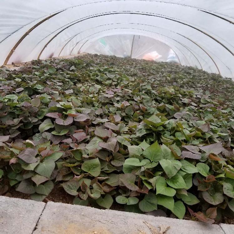红薯苗载种(红薯苗载种用磷酸二氢钾浇水好吗)