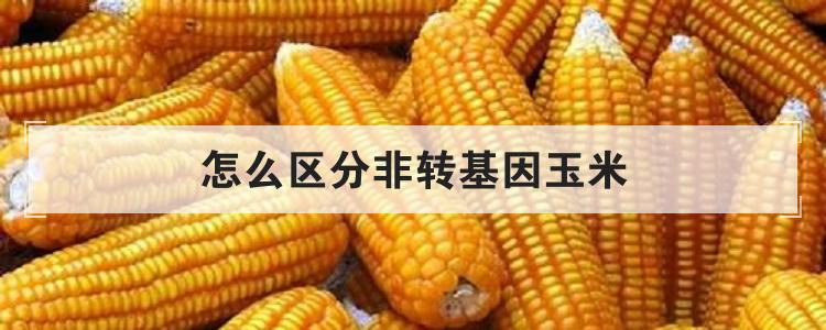 怎样辨别玉米是转基因(怎样辨别玉米是转基因还是转基)