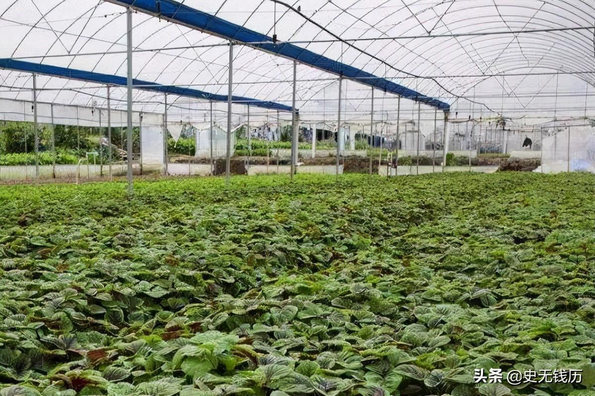 夏天大棚种植耐热蔬菜品种(夏天大棚种植耐热蔬菜品种选择)