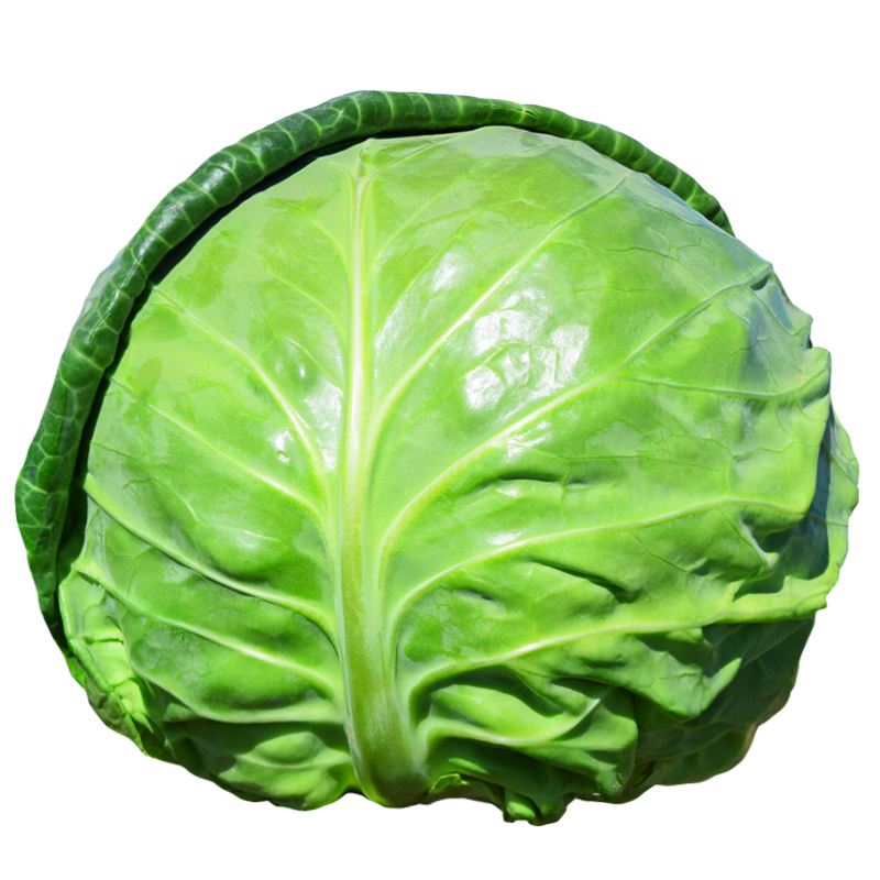 大头菜和甘蓝的图片(大头菜和甘蓝菜有什么区别)