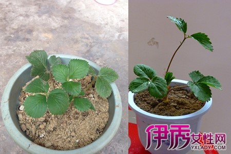 盆栽草莓怎么栽(盆栽草莓技术要点)