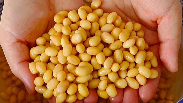 种黄豆需要浸泡吗(种黄豆用不用提前用水泡一下)