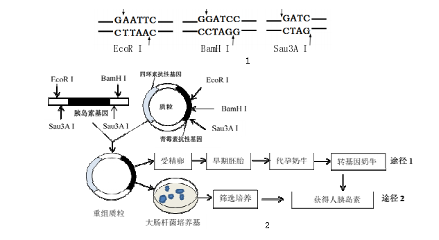 转基因动物原理(转基因动物原理图解)