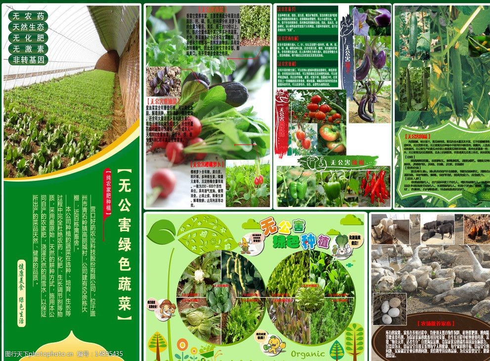什么是有机蔬菜无公害蔬菜(有机蔬菜 无公害蔬菜 绿色蔬菜)