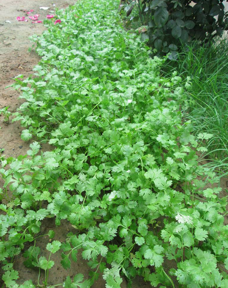 6月份种香菜可以吗(六月份种香菜几天能发芽)