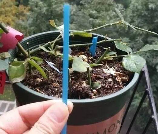 给花施肥是直接撒到花盆里吗(给花施肥是直接撒到花盆里吗视频)
