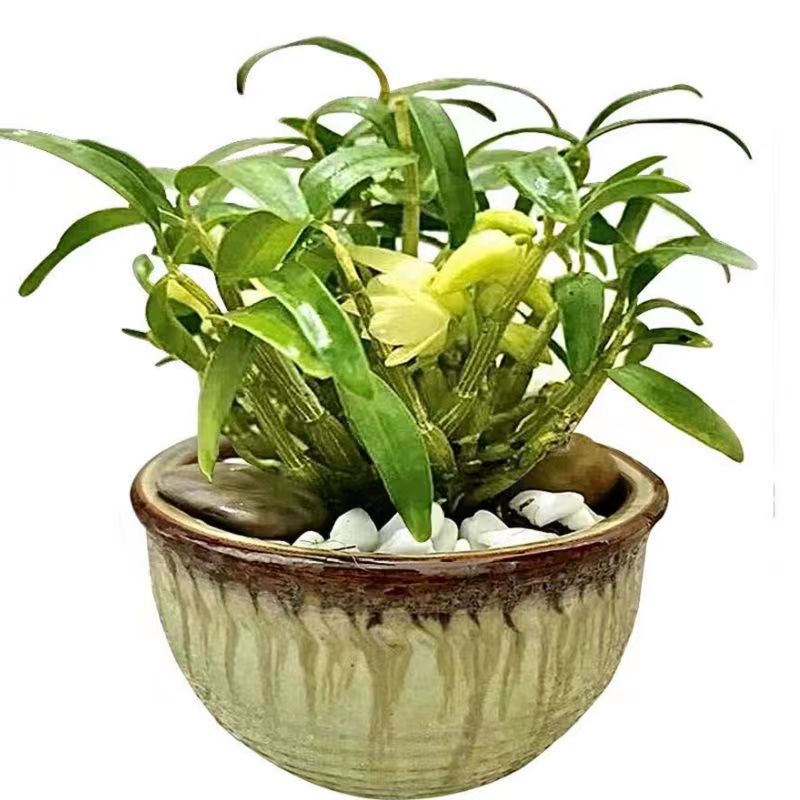 给花施肥是直接撒到花盆里吗(给花施肥是直接撒到花盆里吗视频)