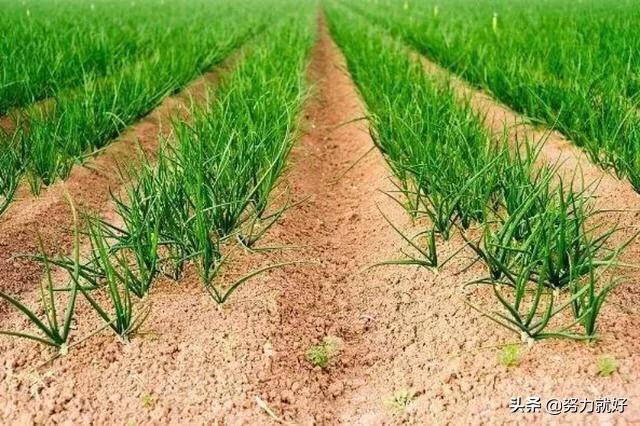 大葱籽怎么种植方法(大葱籽怎么种植方法和技术)
