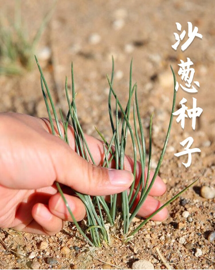 大葱籽怎么种植方法(大葱籽怎么种植方法和技术)