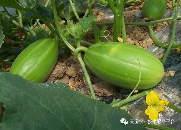甜瓜高产栽培技术(甜瓜高产栽培技术论文)