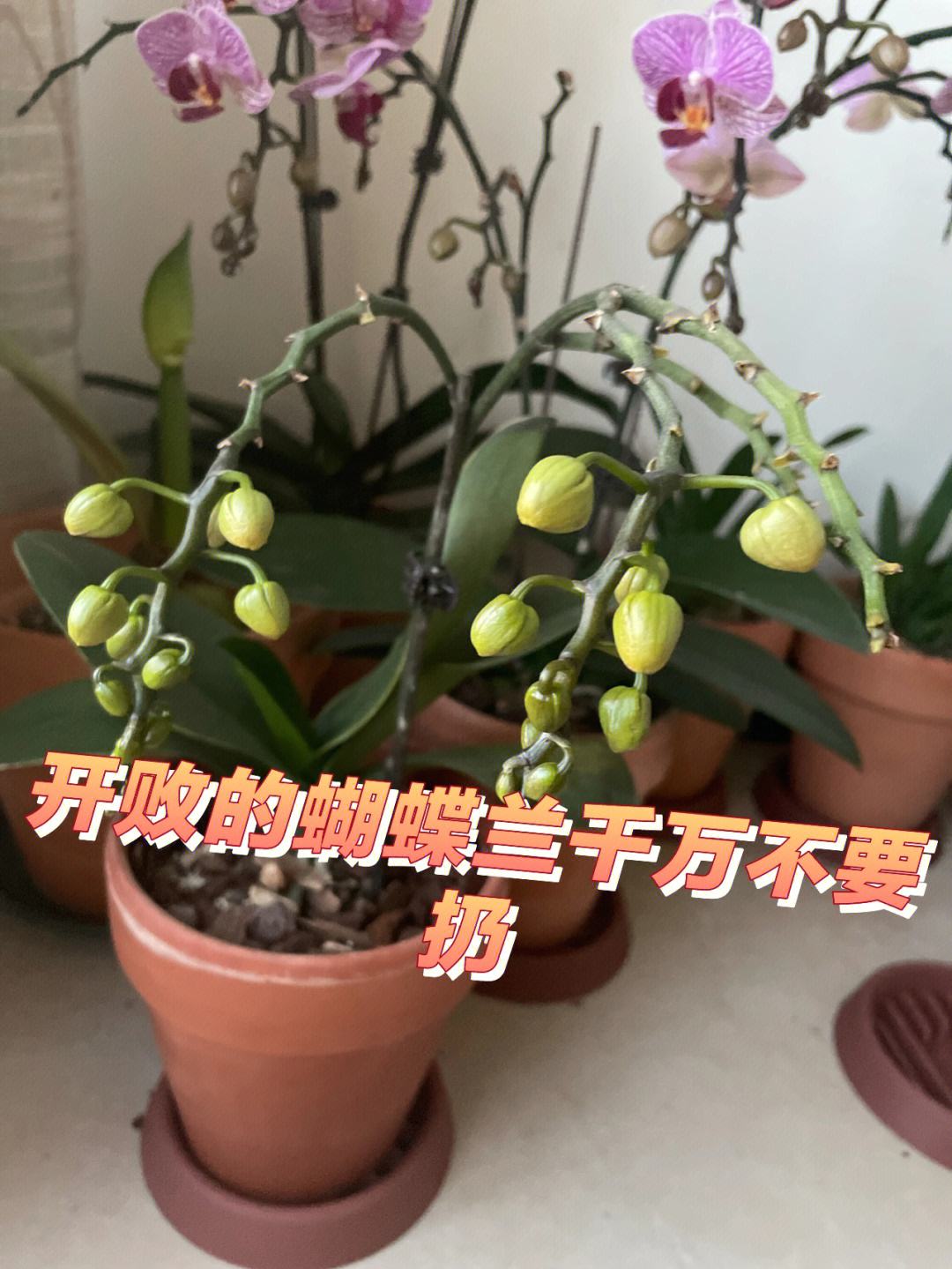 蝴蝶兰施肥(如何用香蕉皮给蝴蝶兰施肥)