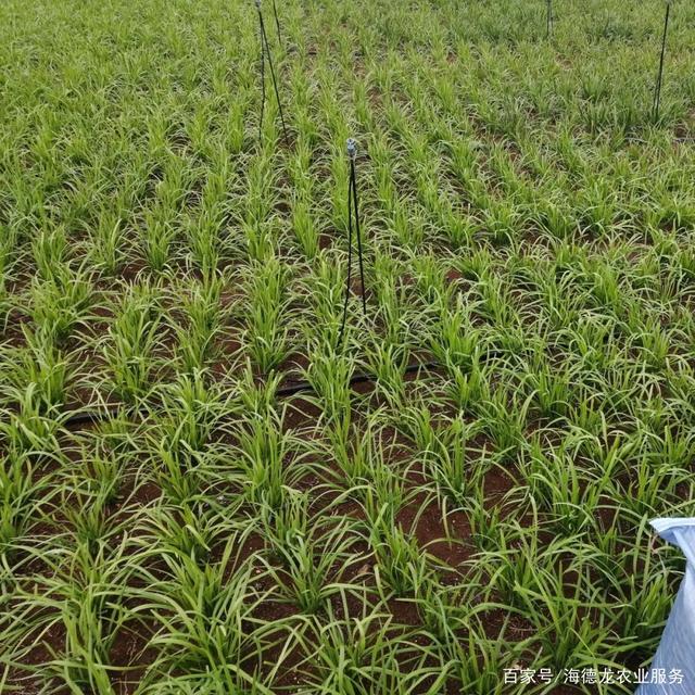 韭菜苗怎样种(韭菜苗怎样种才能发芽)