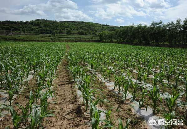 玉米地膜覆盖栽培技术要点(玉米地膜覆盖栽培技术视频频)