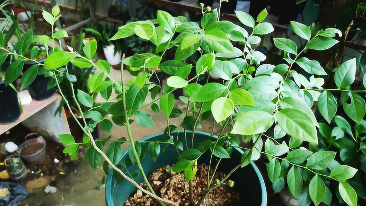 蓝莓如何施肥(蓝莓施肥用什么肥料)