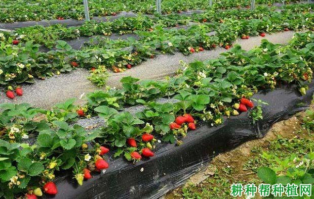 哪个品种的草莓产量高好种植(哪个品种的草莓产量高好种植呢)