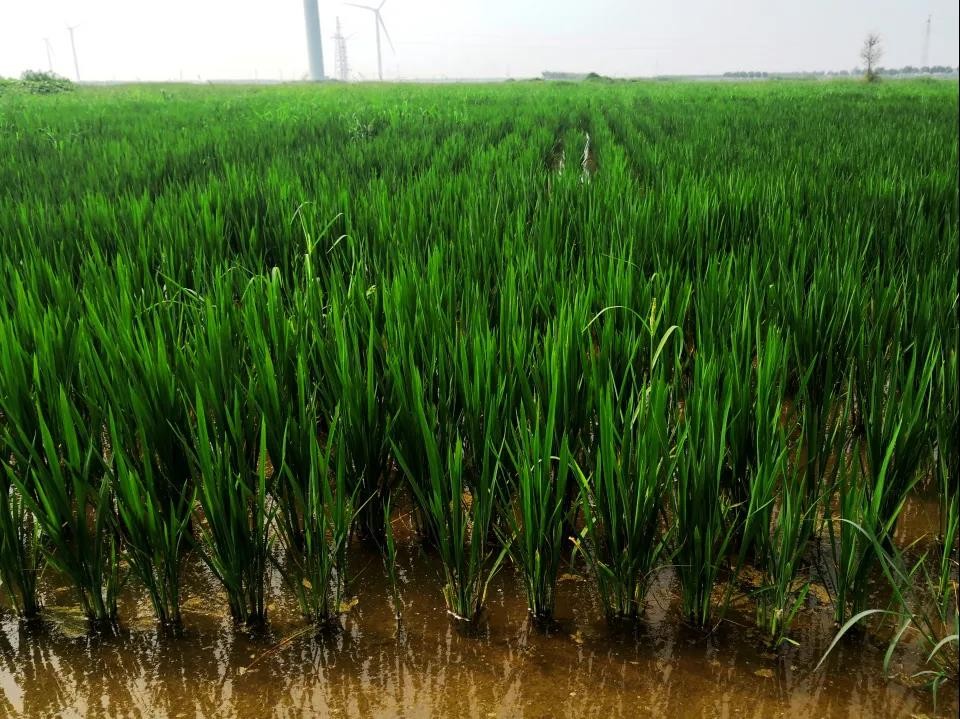 盐碱地种水稻的方法(关于盐碱地种植水稻注意事项)