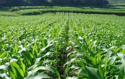 夏玉米高产栽培技术视频(夏玉米高产栽培技术视频教学)