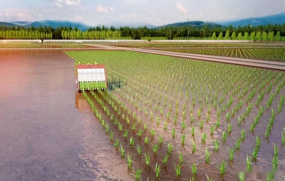水稻在哪个地方种植(水稻在哪个地方种植最多)