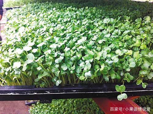 胡萝卜可以移苗栽吗(胡萝卜可以移苗栽吗图片)