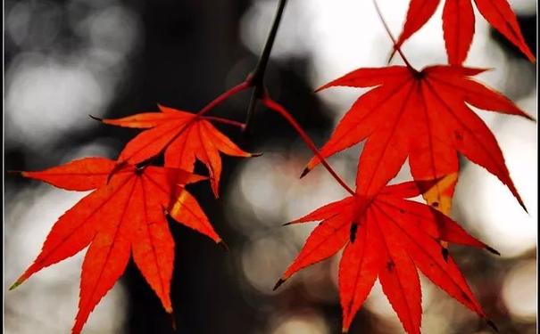 枫叶怎么繁殖(枫叶树繁殖方法)