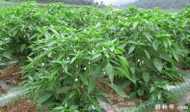 大辣椒的种植技术(大辣椒的种植技术与管理)