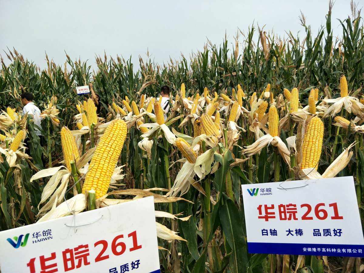 华皖602玉米品种简介(华皖602玉米品种简介图片)