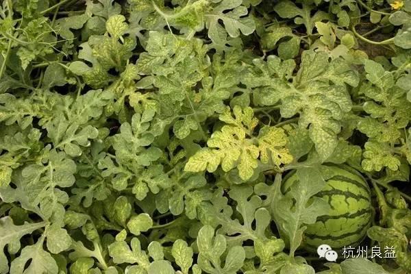 西瓜的种植与病虫害的防治(西瓜的种植与病虫害的防治方法)