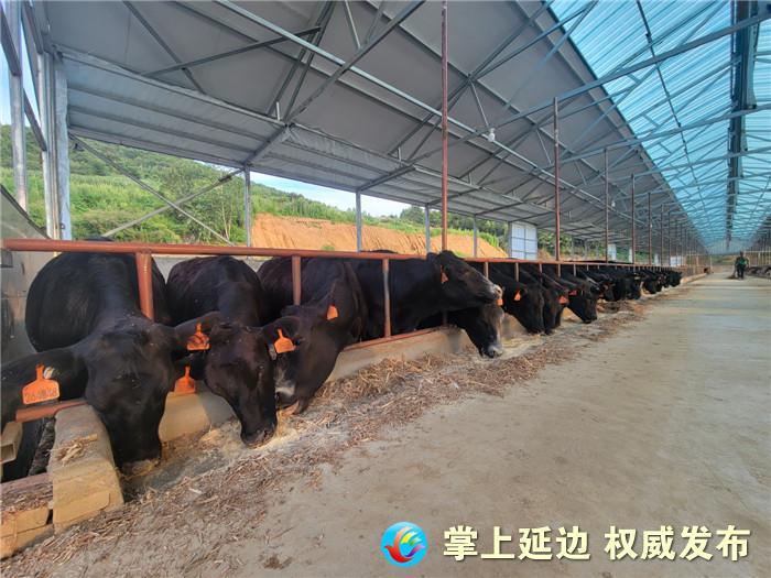 安格斯牛养殖技术sop(安格斯牛养殖发展前景怎么样)