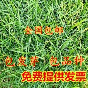 草坪种子种类(草坪种子种类有哪些)