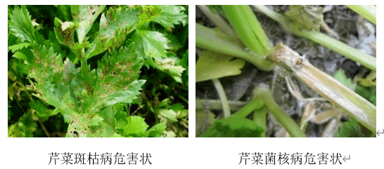 芹菜主要病害防治(芹菜病害防治技术大全)
