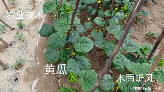 黄瓜种植起垄示意图(黄瓜种植起垄示意图片)