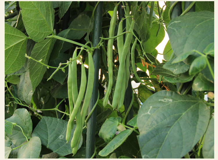 四季豆四季都能种吗(四季豆这个季节能种吗)