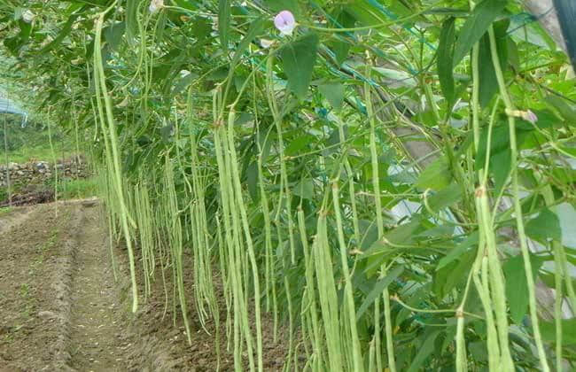 四季豆四季都能种吗(四季豆这个季节能种吗)