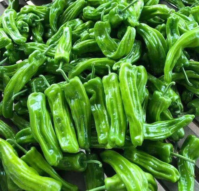菜豆角(炖豆角的家常做法)