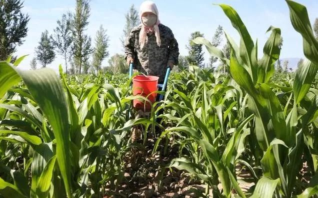玉米怎么种植方法视频(玉米怎么种植方法视频播放)