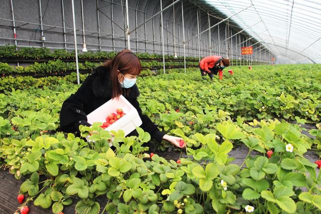 大棚草莓种植图片(大棚草莓种植图片真实)
