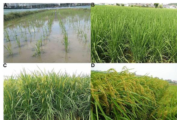 水稻种法(水稻种植程序)