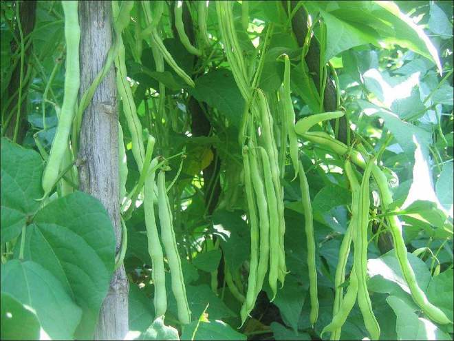 春季可种植蔬菜(春季可种植蔬菜吗)